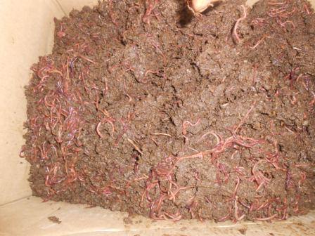 VERMICOMPOST IN PATNA