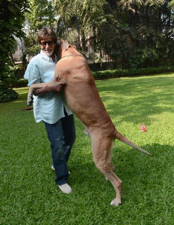 DOUBLE COATED GERMAN SHEPHERD IN PATNA