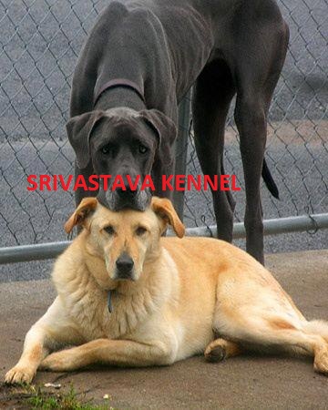 ROTTWEILER PUPPIES IN PATNA 