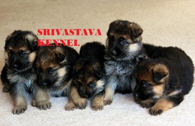 PET FOOD SUPPLIER IN PATNA