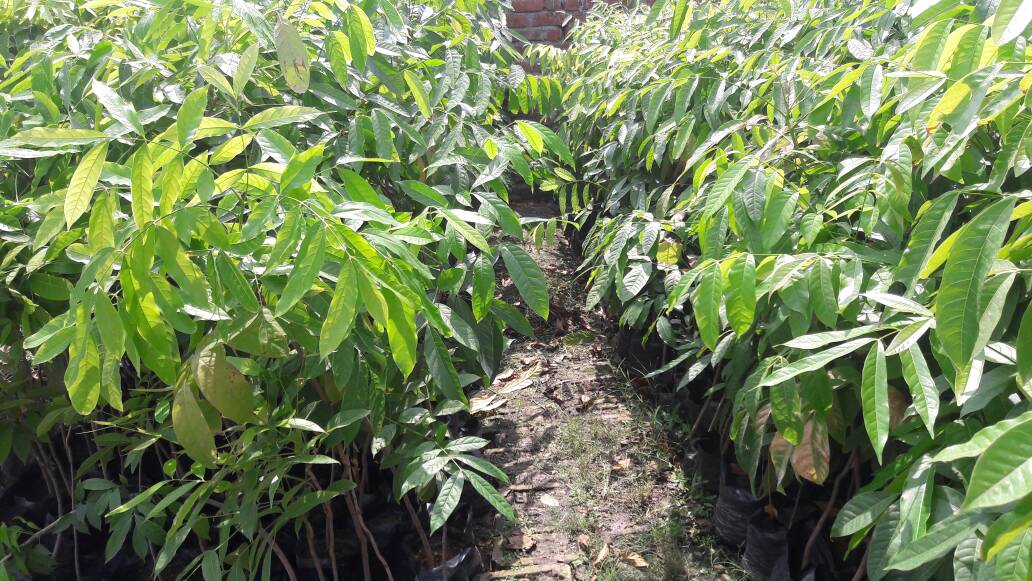 GARDEN NURSERY IN RANCHI