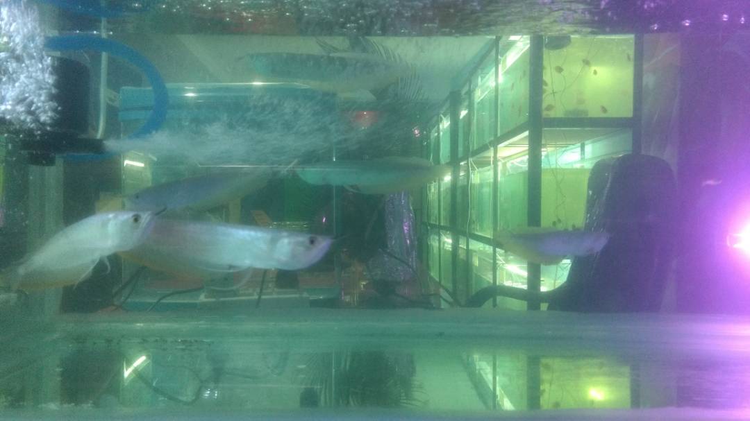 BEST AQUARIUM PROVIDER IN RANCHI