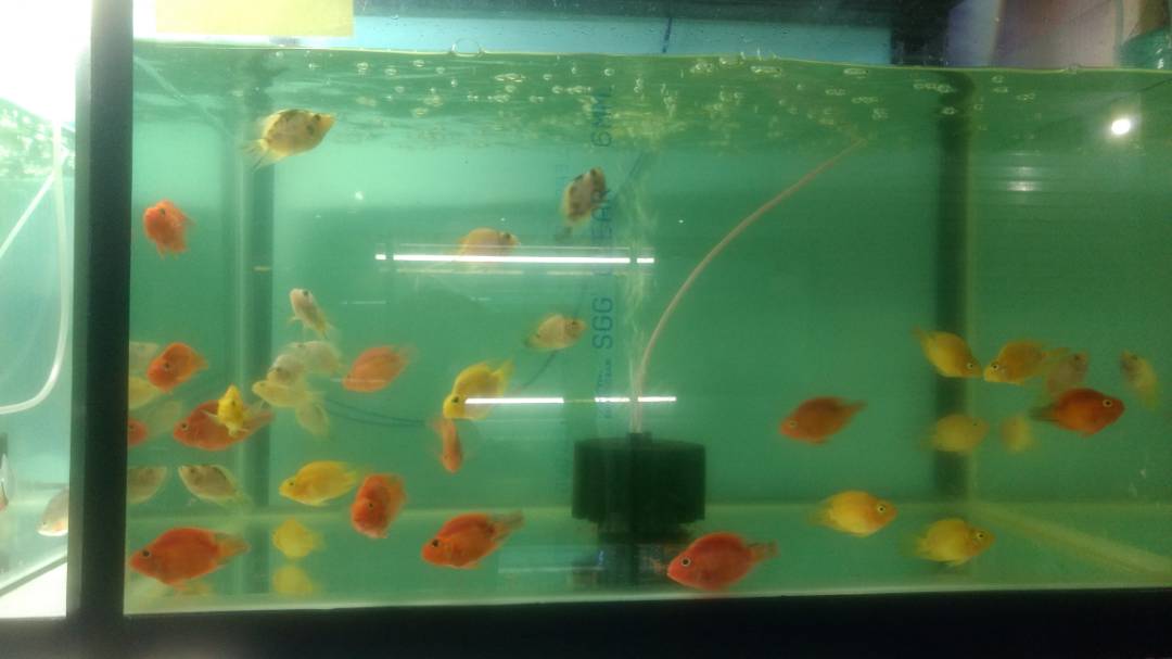 OFFICE AQUARIUM IN RANCHI