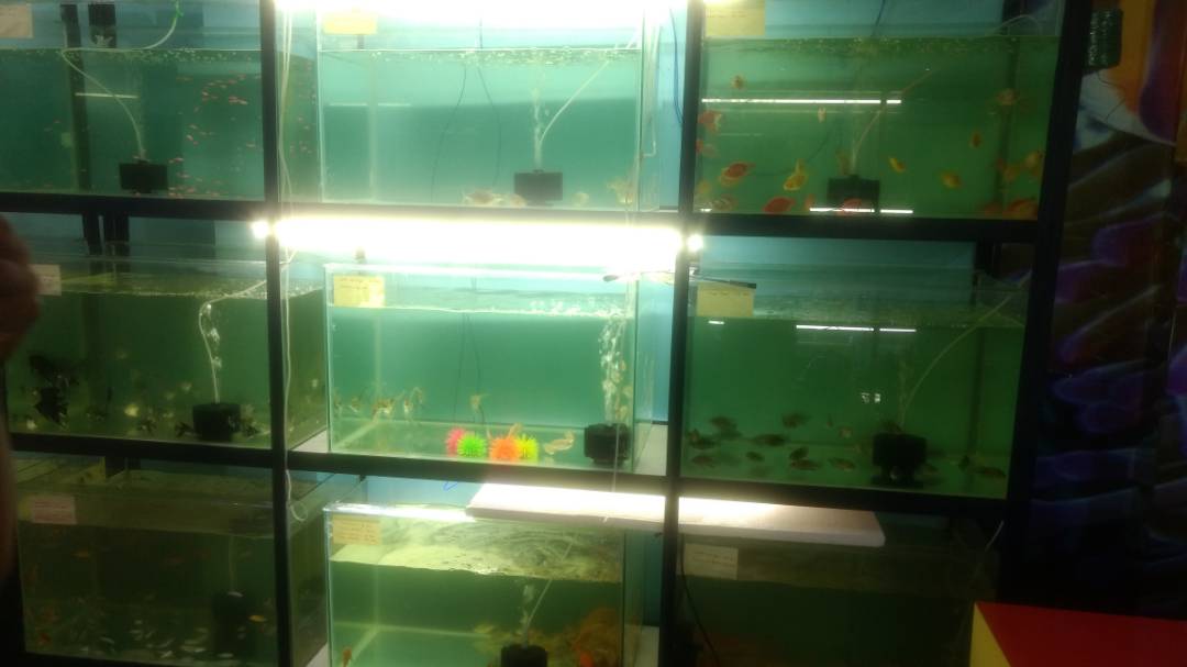 BEST AQUARIUM HOUSE IN RANCHI