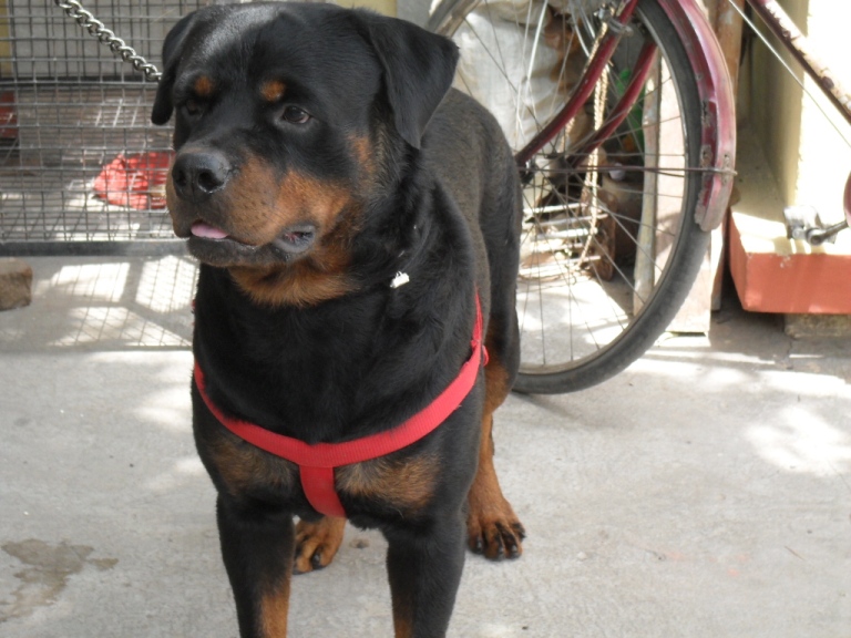 dog seller in patna 