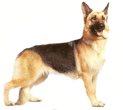 german shepherd seller in patna