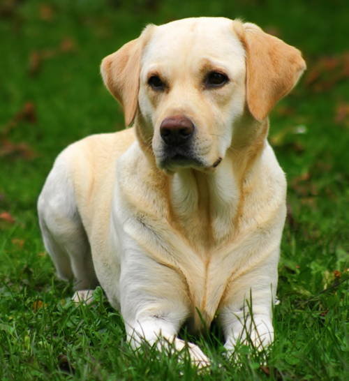 LABRADOR IN PATNA