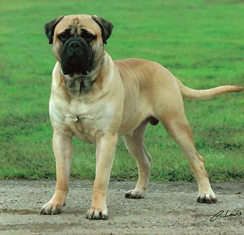 BULLMASTIFF SELLER IN PATNA