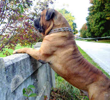 BULLMASTIFF DOG SELLER IN PATNA