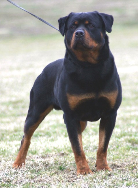 ROTTWEILER DOG SELLER IN PATNA