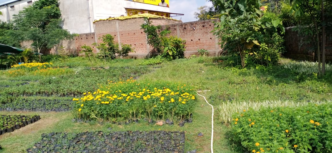 nursery in near Kathal More in ranchi