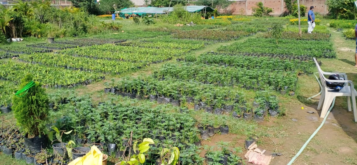 PLANT NURSERY IN IIT BUS STAND IN RANCHI