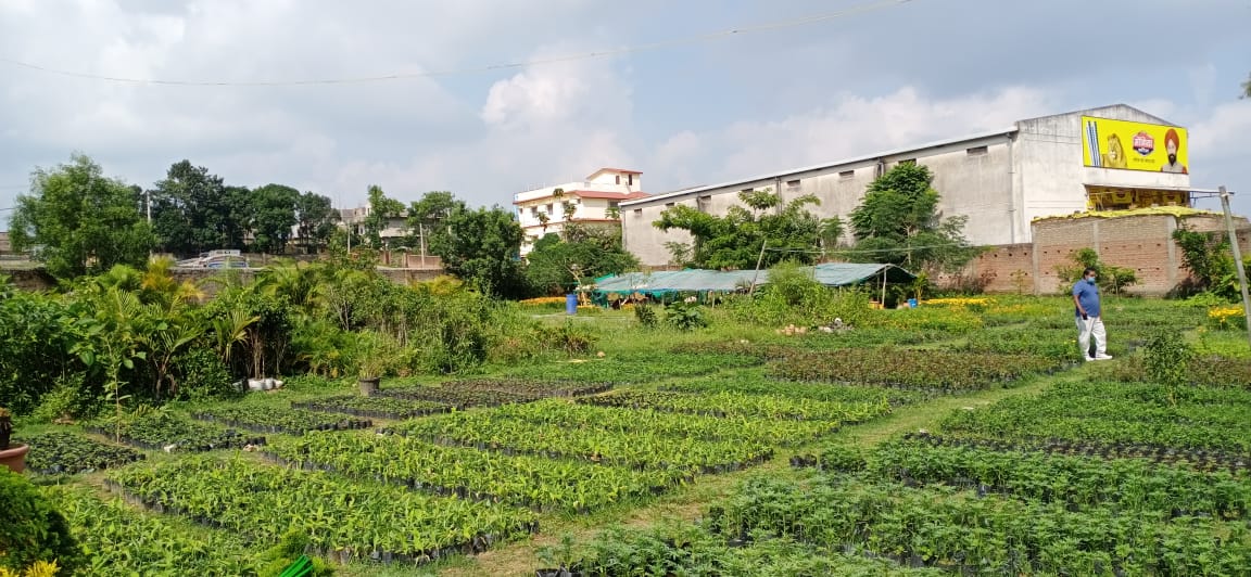 nursery in Nagari ranchi