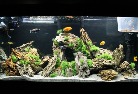 BEST AQUARIUM SHOP IN LALPUR RANCHI