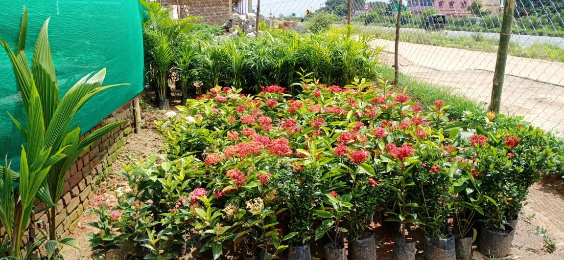 nursery in near SIMALIYA in ranchi