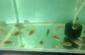 BEST AQUARIUM DEALER IN RANCHI