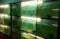 ALL TYPES OF FISH AQUARIUM IN RANCHI