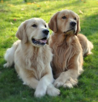 kennel services in ranchi