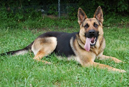 German shepherd dog shop in ranchi