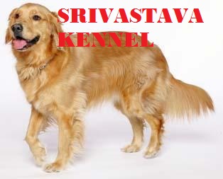 PET FOOD SELLER IN PATNA