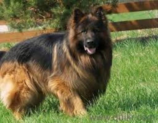 DOG TRAINER IN PATNA