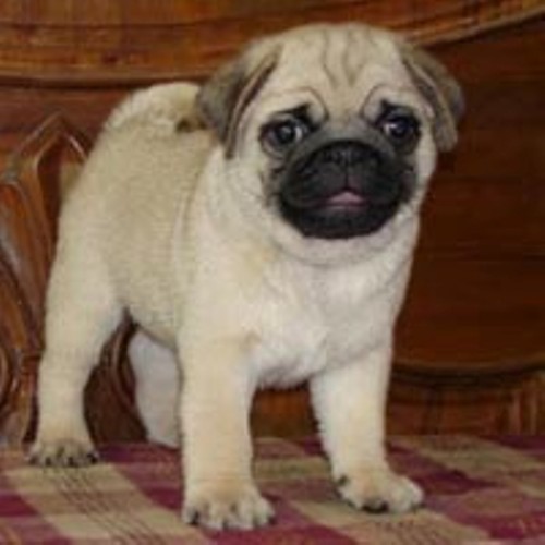 PET SALE PURCHASE IN PATNA