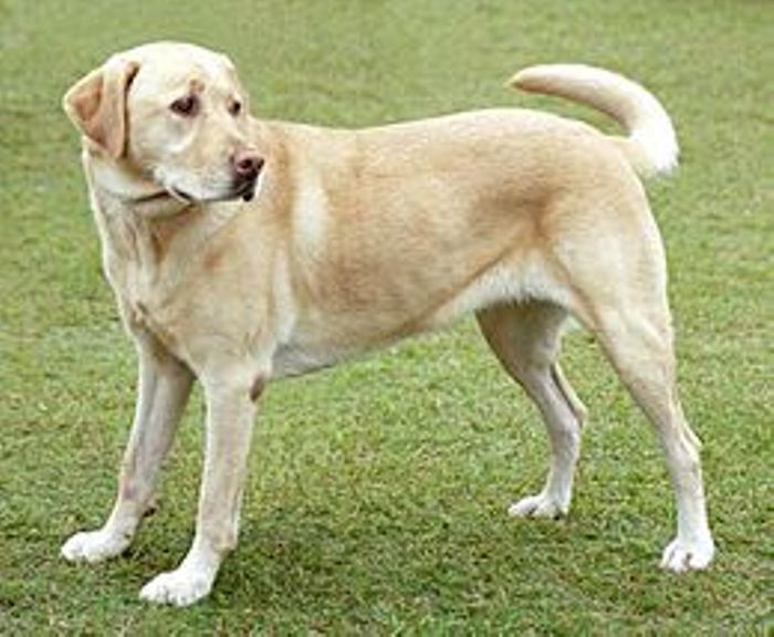 DOG BREEDER IN PATNA