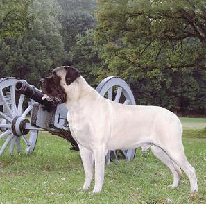 DOG MATING (STUD DOG) IN PATNA