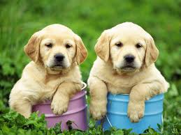 LABRADOR PUPPIES IN PATNA