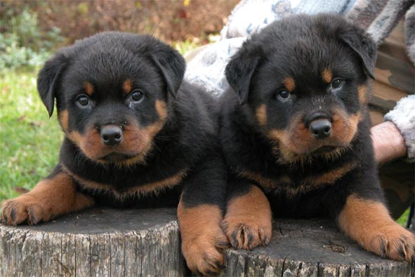 ROTTWEILER PUPPIES IN PATNA