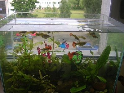 OFFICE AQUARIUM JHARKHAND