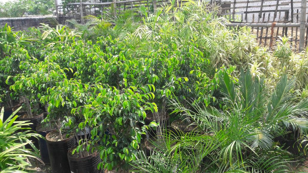 NURSERY PLANTS IN RANCHI