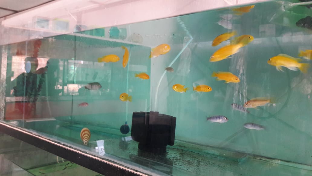 Aquarium shop in Sail City Ranchi