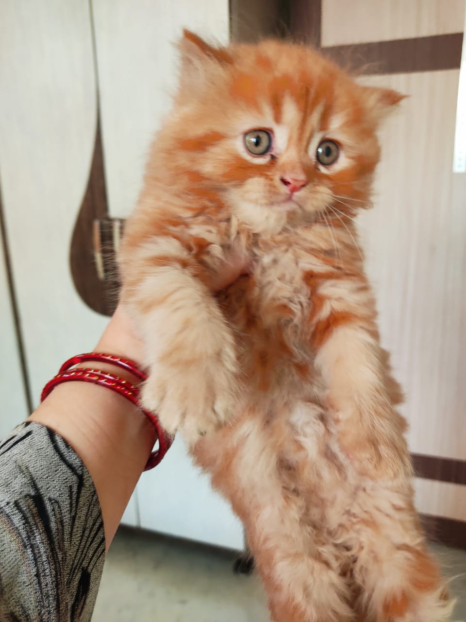  all type pussy cat steemit shop in ranchi