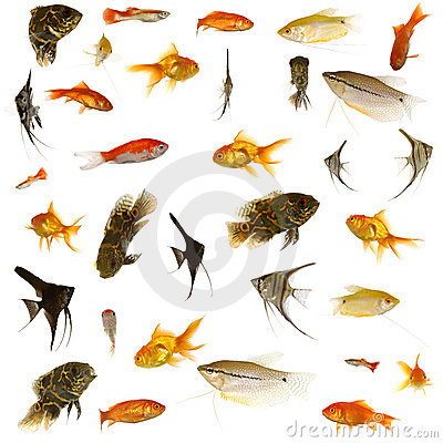 glass aquarium bowl marine