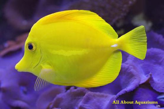 aquatic plants drift wood gem stone