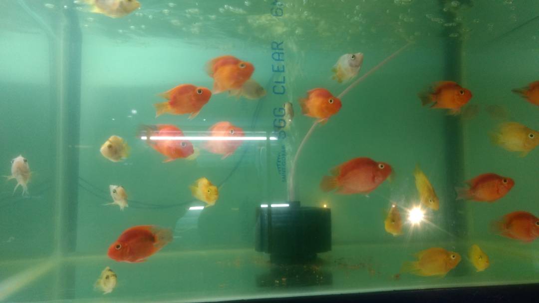 OFFICE AQURIUM IN RANCHI