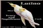  EXOTIC BIRD SHOP NEAR LALPUR RANCHI