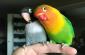 EXOTIC BIRD SHOP IN KOKAR RANCHI 